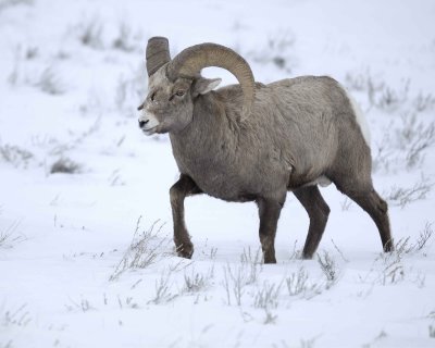 Sheep, Rocky Mountain, Ram-122810-Elk Refuge Rd, Grand Teton NP, WY-#1940.jpg