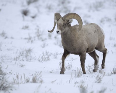 Sheep, Rocky Mountain, Ram-122810-Elk Refuge Rd, Grand Teton NP, WY-#1959.jpg
