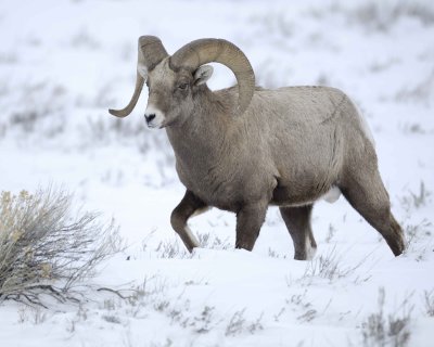 Sheep, Rocky Mountain, Ram-122810-Elk Refuge Rd, Grand Teton NP, WY-#1970.jpg