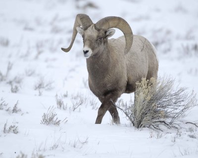 Sheep, Rocky Mountain, Ram-122810-Elk Refuge Rd, Grand Teton NP, WY-#1973.jpg