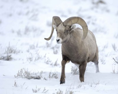 Sheep, Rocky Mountain, Ram-122810-Elk Refuge Rd, Grand Teton NP, WY-#1976.jpg