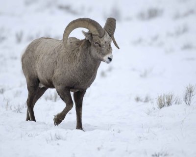Sheep, Rocky Mountain, Ram-122810-Elk Refuge Rd, Grand Teton NP, WY-#1993.jpg