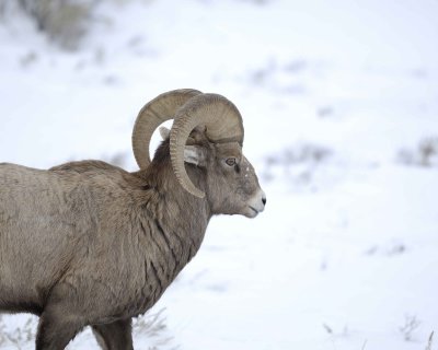 Sheep, Rocky Mountain, Ram-122810-Elk Refuge Rd, Grand Teton NP, WY-#1997.jpg