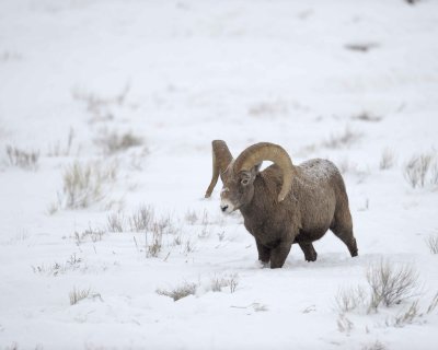 Sheep, Rocky Mountain, Ram-123010-Elk Refuge Rd, Grand Teton NP, WY-#0008.jpg