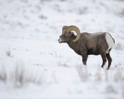 Sheep, Rocky Mountain, Ram-123010-Elk Refuge Rd, Grand Teton NP, WY-#0025.jpg