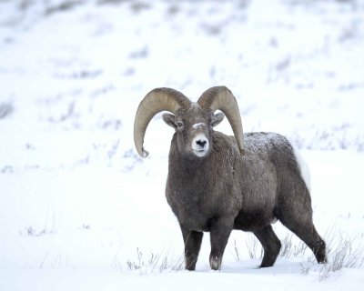 Sheep, Rocky Mountain, Ram-123010-Elk Refuge Rd, Grand Teton NP, WY-#0639.jpg