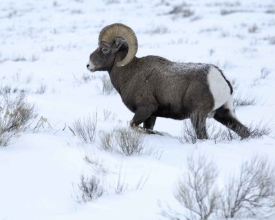 Sheep, Rocky Mountain, Ram-123010-Elk Refuge Rd, Grand Teton NP, WY-#0668.jpg