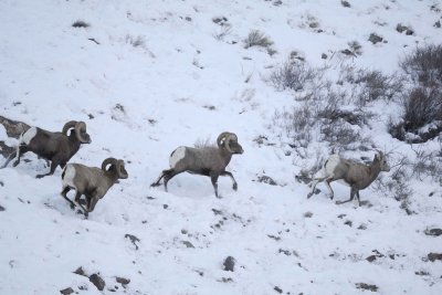 Sheep, Rocky Mountain, Rams chasing Ewe-122810-Elk Refuge Rd, Grand Teton NP, WY-#0493.jpg