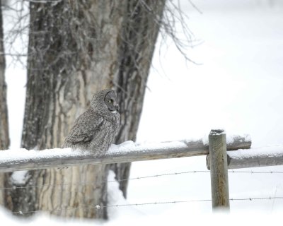 Gallery of Great Gray Owl