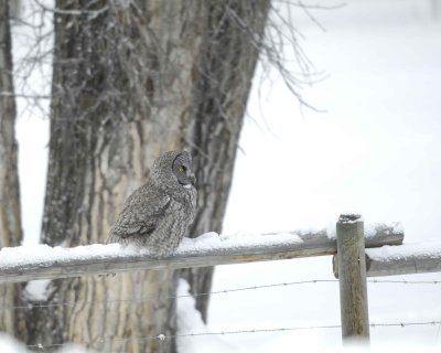Owl, Great Gray-010111-Spring Gulch Road, Jackson, WY-#0090.jpg