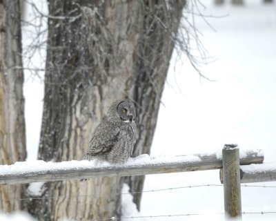 Owl, Great Gray-010111-Spring Gulch Road, Jackson, WY-#0096.jpg