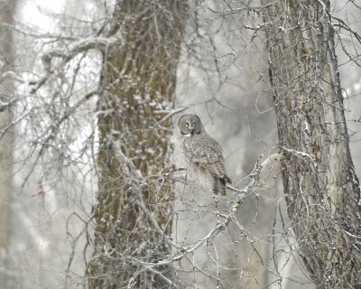 Owl, Great Gray-010111-Spring Gulch Road, Jackson, WY-#0118.jpg