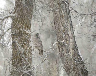 Owl, Great Gray-010111-Spring Gulch Road, Jackson, WY-#0158.jpg