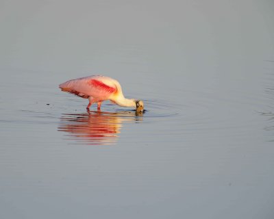 Spoonbill, Roseate-012011-Black Point Wildlife Drive, Merritt Island NWR-#0026.jpg