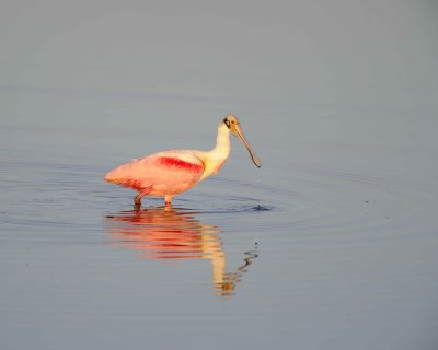Spoonbill, Roseate-012011-Black Point Wildlife Drive, Merritt Island NWR-#0037.jpg