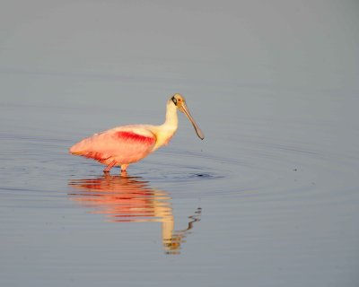 Spoonbill, Roseate-012011-Black Point Wildlife Drive, Merritt Island NWR-#0038.jpg