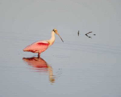 Spoonbill, Roseate-012011-Black Point Wildlife Drive, Merritt Island NWR-#0052.jpg