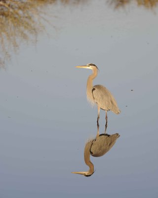 Heron, Great Blue-012011-Black Point Wildlife Drive, Merritt Island NWR-#0135.jpg