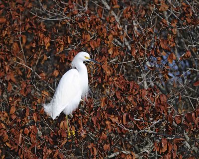 Egret Snowy-012011-Black Point Wildlife Drive Merritt Island NWR-0250.jpg