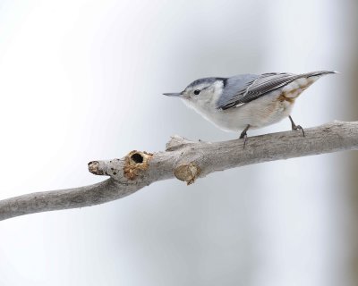 Gallery of White-Breasted Nuthatch