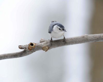 Nuthatch, White-Breasted-012911-Oakton, VA-#0371.jpg
