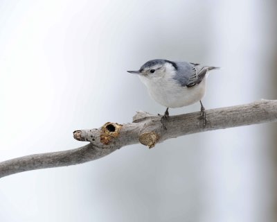 Nuthatch, White-Breasted-012911-Oakton, VA-#0380.jpg