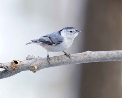 Nuthatch, White-Breasted-013011-Oakton, VA-#0014.jpg