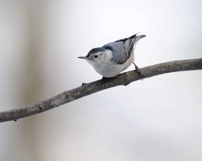 Nuthatch, White-Breasted-013011-Oakton, VA-#0024.jpg