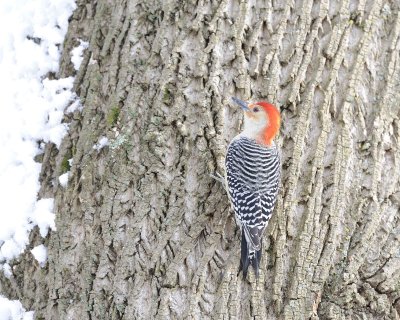 Gallery of Red-Bellied Woodpecker