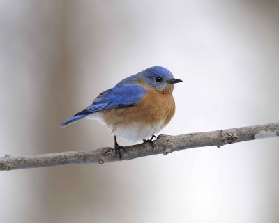 Bluebird, Eastern, Male-013011-Oakton, VA-#0031.jpg