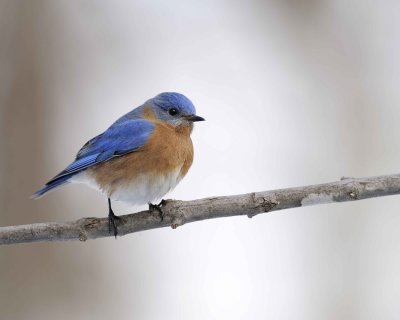 Bluebird, Eastern, Male-013011-Oakton, VA-#0048.jpg