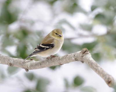 Goldfinch, American, Female-012911-Oakton, VA-#0101.jpg