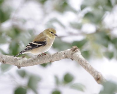 Goldfinch, American, Female-012911-Oakton, VA-#0117.jpg