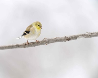 Goldfinch, American, Male-012911-Oakton, VA-#0174.jpg