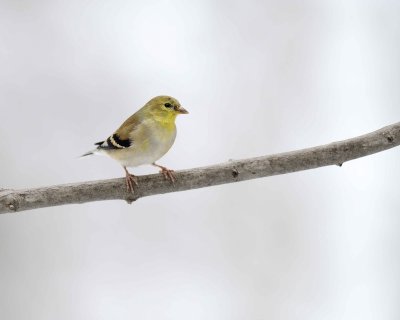 Goldfinch, American, Male-012911-Oakton, VA-#0215.jpg