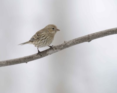 Finch, House, Female-012911-Oakton, VA-#0177.jpg