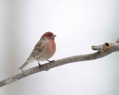 Gallery of House Finch