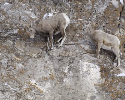 Sheep, Rocky Mountain, Lamb & Ewe-123107-Elk Refuge Road, Jackson, WY-#0380.jpg