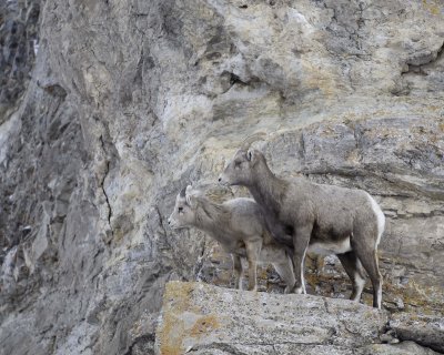 Sheep, Rocky Mountain, Lamb & Ewe-123107-Elk Refuge Road,  Jackson, WY-#0432.jpg
