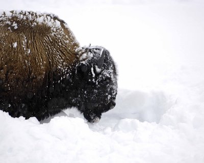 Bison, snowing-021608-Round Prairie, Yellowstone Natl Park-#0301.jpg