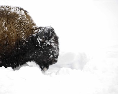 Bison, snowing-021608-Round Prairie, Yellowstone Natl Park-#0303.jpg