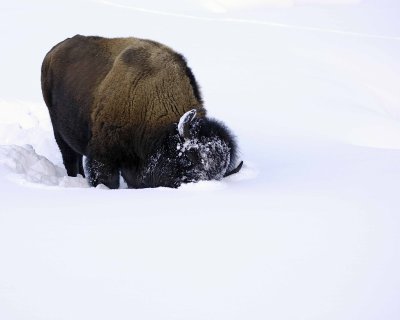 Bison, snowplowing-021508-Round Praiire, Yellowstone Natl Park-#0248.jpg