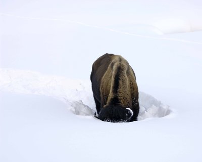 Bison, snowplowing-021508-Round Prairie, Yellowstone Natl Park-#0236.jpg