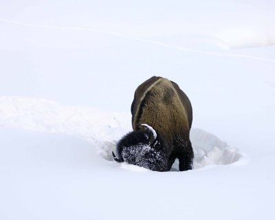 Bison, snowplowing-021508-Round Prairie, Yellowstone Natl Park-#0237.jpg