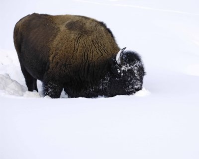 Bison, snowplowing-021508-Round Prairie, Yellowstone Natl Park-#0256.jpg