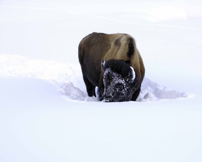 Bison, snowplowing-021508-Round Prairie, Yellowstone Natl Park-#0276.jpg