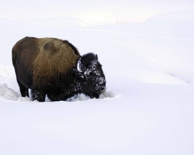 Bison-021508-Round Prairie, Yellowstone Natl Park-#0267.jpg