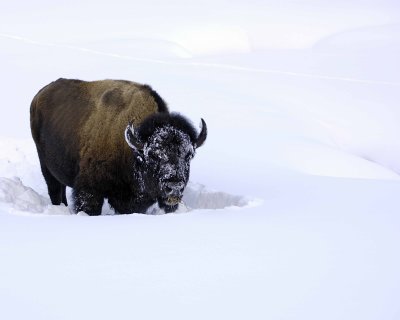 Bison-021508-Round Prairie, Yellowstone Natl Park-#0269.jpg