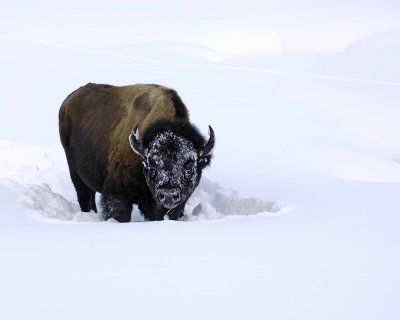 Bison-021508-Round Prairie, Yellowstone Natl Park-#0275.jpg