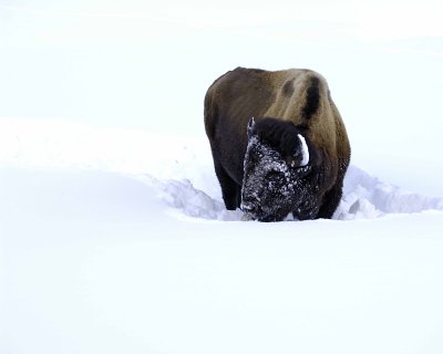 Bison-021508-Round Prairie, Yellowstone Natl Park-#0277.jpg